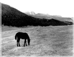 ���� �.��������.