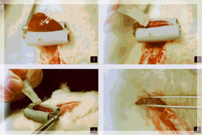 ������� ������������� ���� ������������� � �������� �� ������ ������.