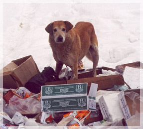 ���� �.�.����������.