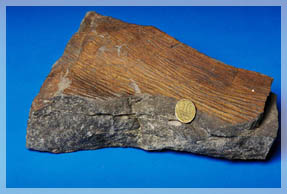 ��������� (������������� �������� Arumberia banksi �� ����������� ������������� ����������� �������������� �����).