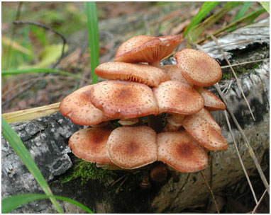 ������� ����. ���� �. �����������.