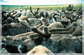 �.�. ��������. ��������� ������.