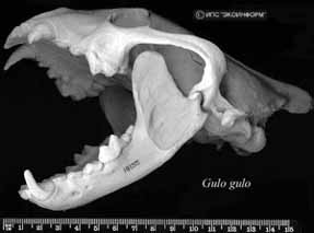 �������������-��������� ������� "���������".