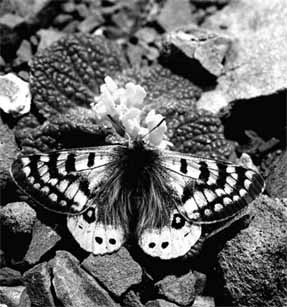 �������������-��������� ������� "���������".