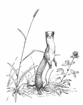 ������� �. ��������.