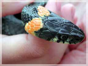 ������ ���� ��. ���� �. �����������.