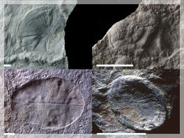 ���� �. ����������.