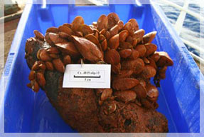 ������� ������� ������������������ ����������.