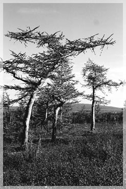 ���� �.�. �������.