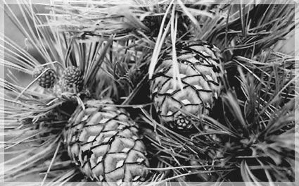 ���� �.�. ������������.