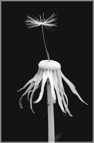 ���� �.�. ��������.