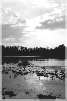 ���� �.�. ������������.