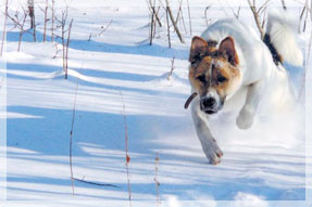  �. ������. ������.