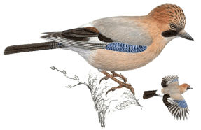 �����. ���. �.�. ��������.