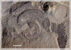 ��������� ������� Cyclomedusa � ����������� ������������� �����.