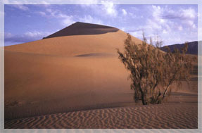 ���. 1. ������ ������������ (B. microphylla Bge.) �� ���� ����������� �������� ������� � ������ �. ��� ����� ��������� ��� ����� � ������� �������; ������������ ���� ����� ����� ���� �������� ���. ���� �.�. ��������.