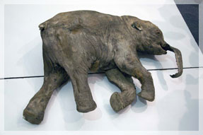 ����������.