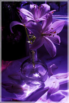 ���� �. ��������.