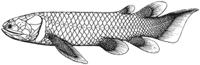 Поролепиформная кистепёрая рыба Holoptychius.