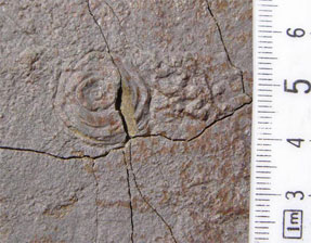 ��������� ��������� ������� �������� ����� 1 ���� ���. 