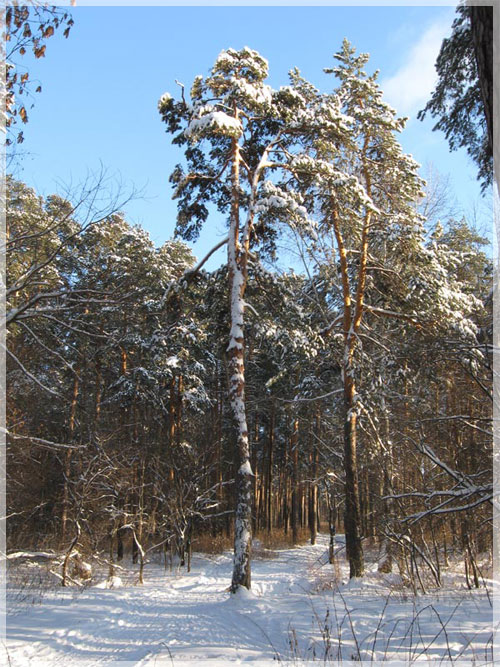 ������ ������.