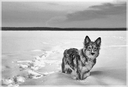 ������ �. ��������.