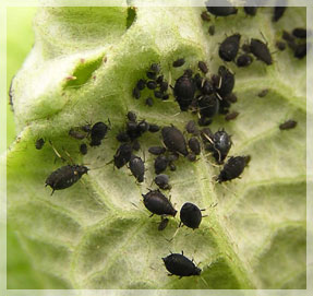 �������, ��� ������������, ��� � �������� � ����� ������� ��������� ������ ������������ � �������������������� �������� � ����� ��������� ����������� � �� ���� ����.