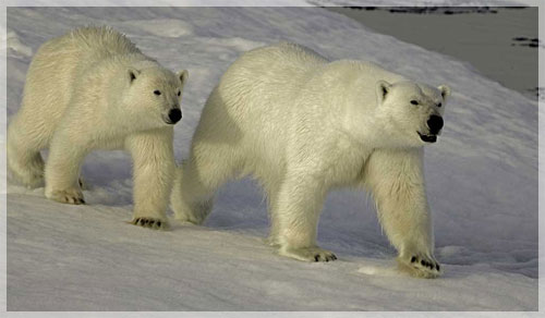 ����� ������� �� ����� ������-������. ���� �. ������.