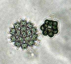 ������� ��������� Pediastrum � Coelastrum.