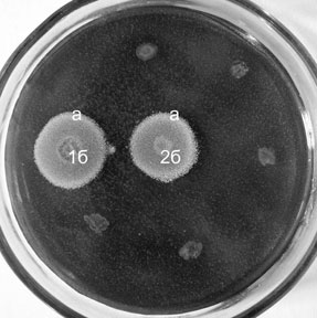 ������� 1. �������������� ���������� ����������.