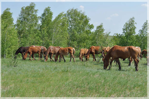 ���������������� �������� ������� ��������.