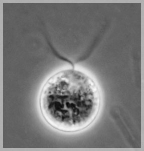 ��������� Dunaliella salina, �������� ��������� ��������������.