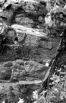 ��������� Nemiana simplex Palej �� ������ ����������� ������������� ��������� ������.